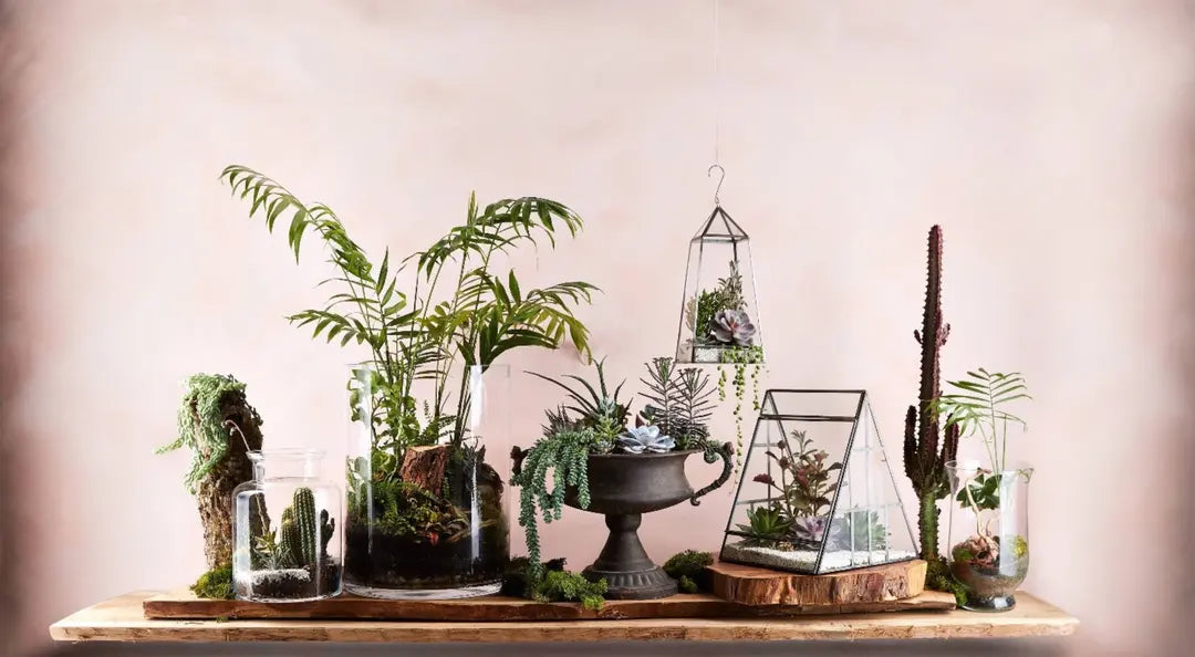 Bauwerk Limewash -  Aster