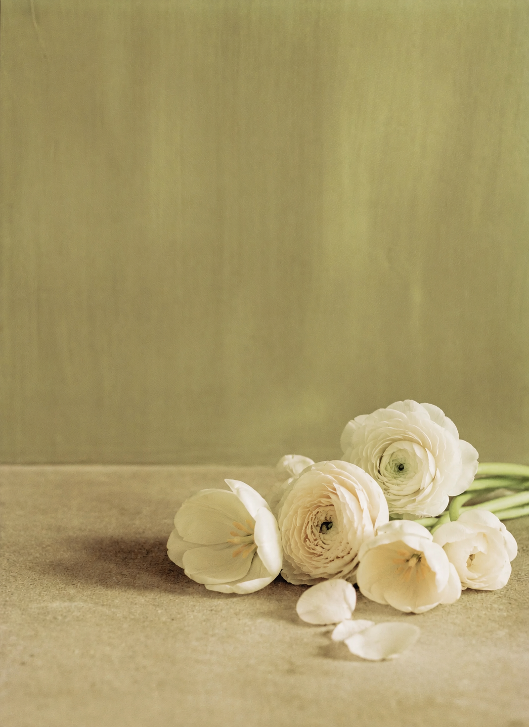 Bauwerk Limewash - Fennel Bauwerk