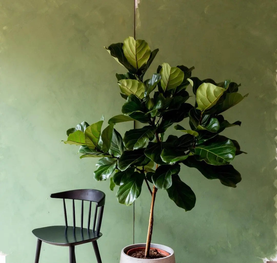 Bauwerk Limewash - Chickweed