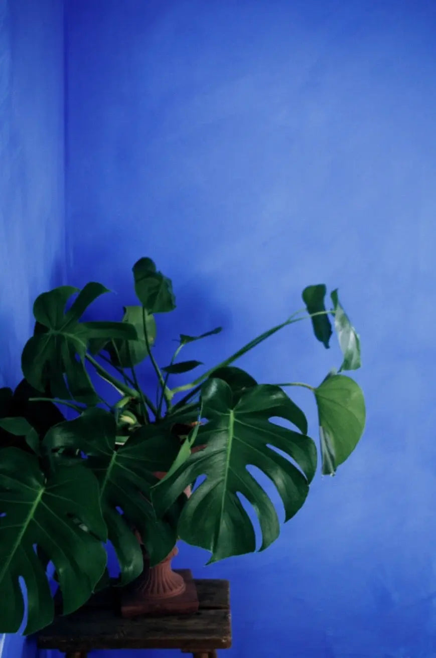 Bauwerk Limewash - Cornflower