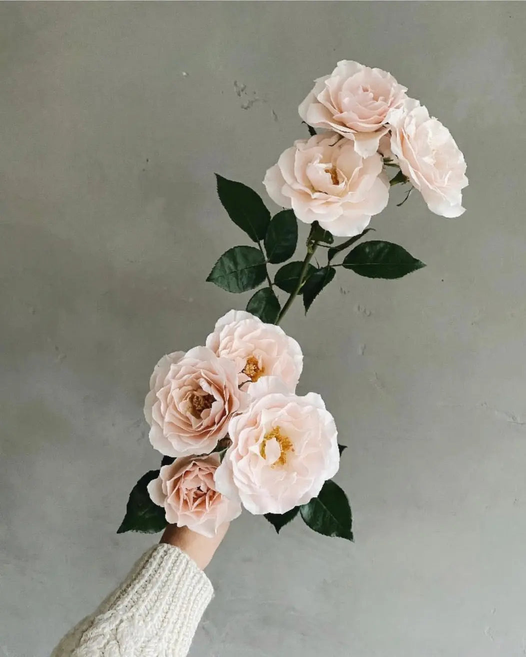 Bauwerk Limewash -  Eucalyptus