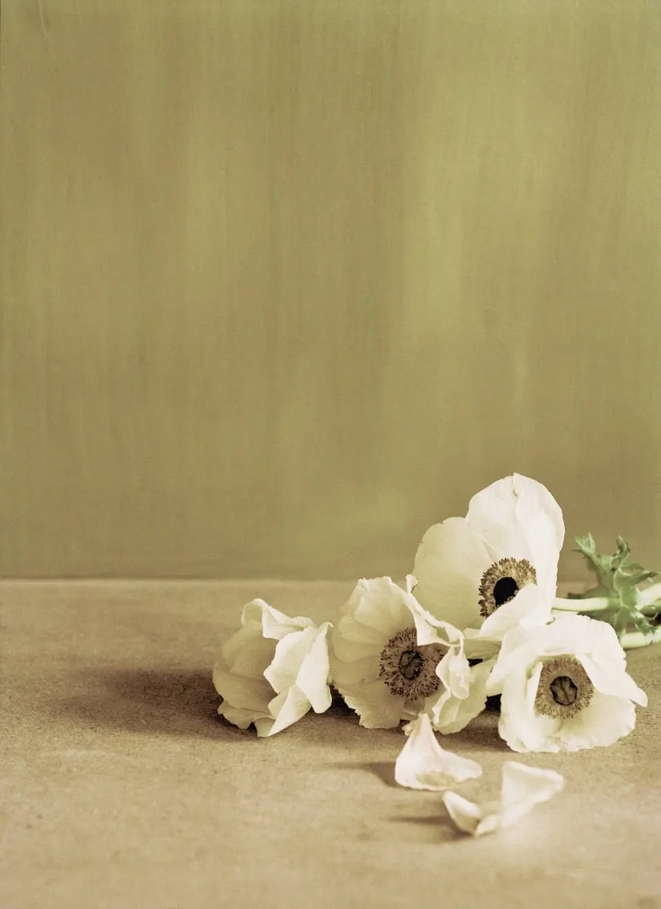 Bauwerk Limewash -  Fennel