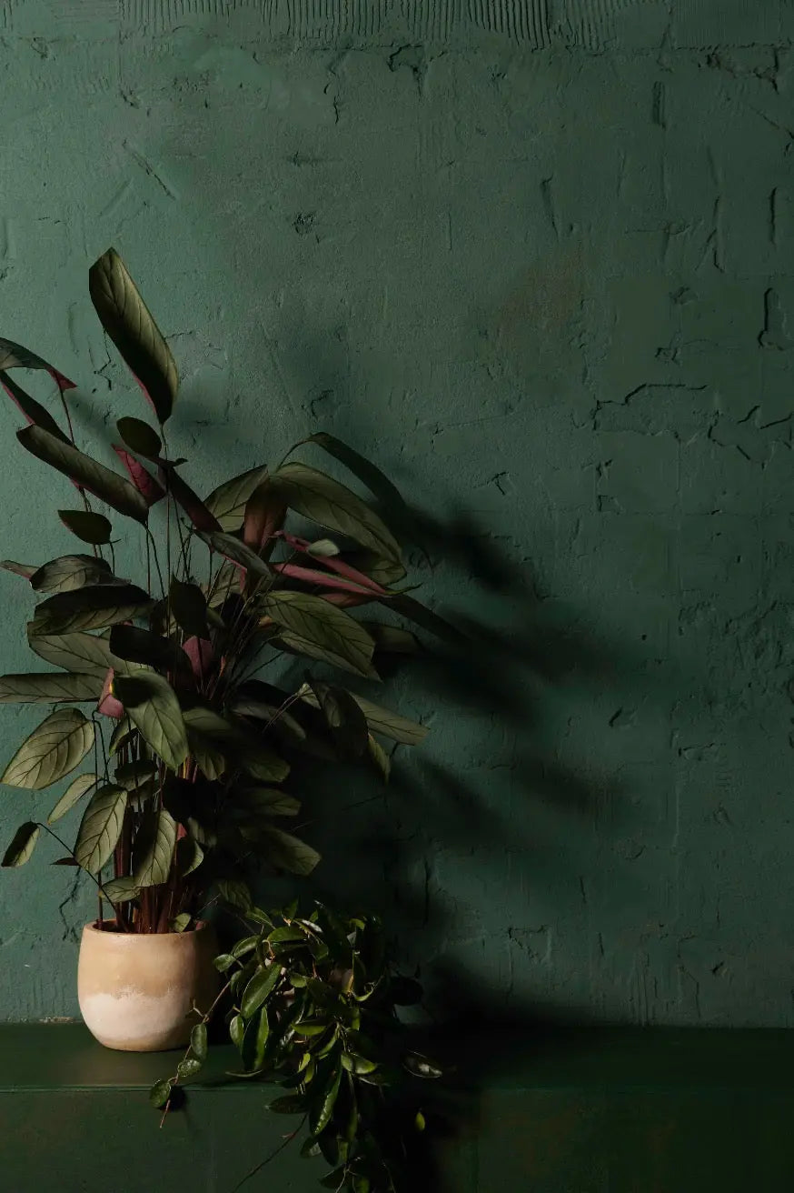 Bauwerk Limewash -  Forest