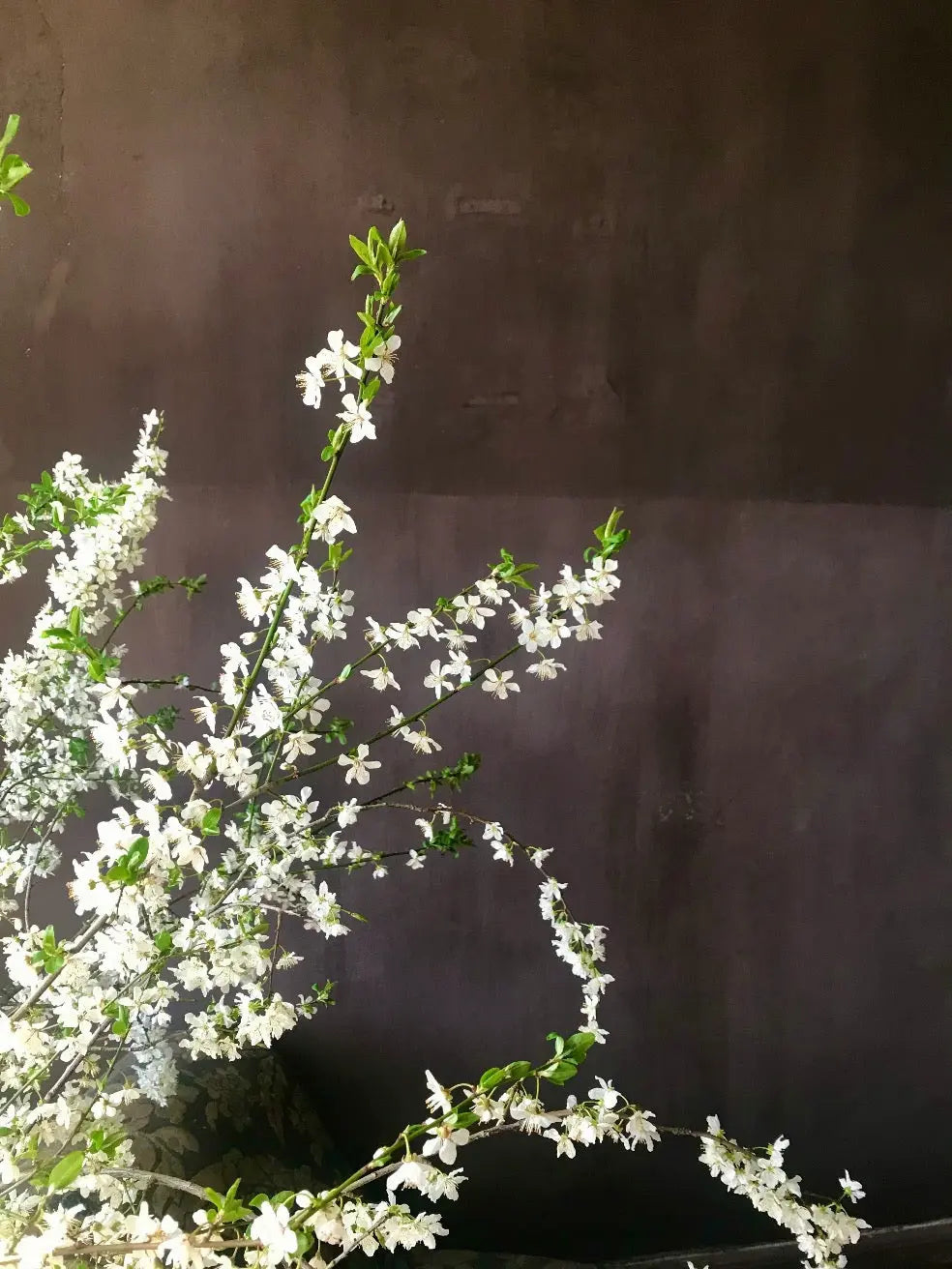 Bauwerk Limewash - Hemlock