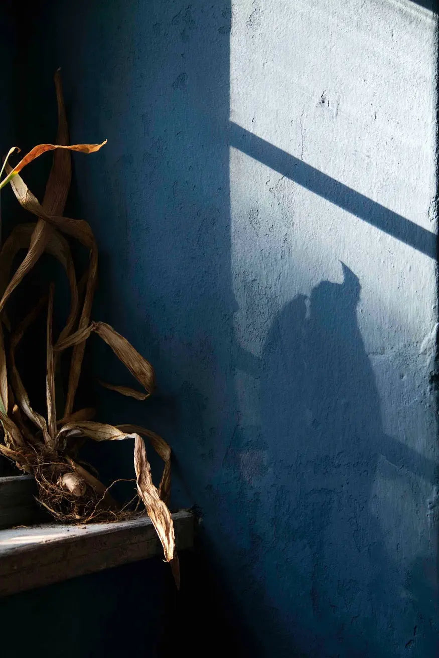 Bauwerk Limewash - Humming