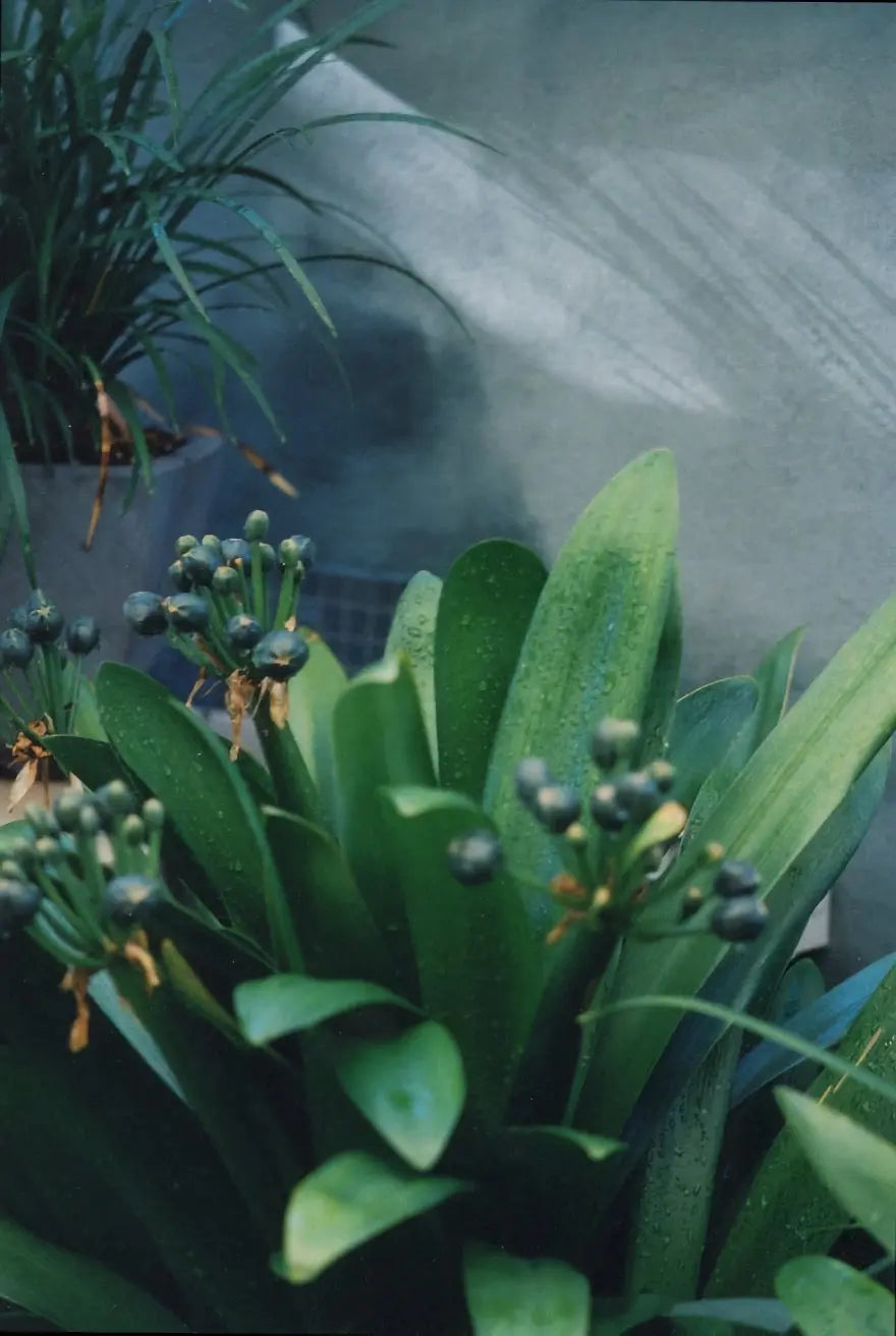 Bauwerk Limewash - Hyssop