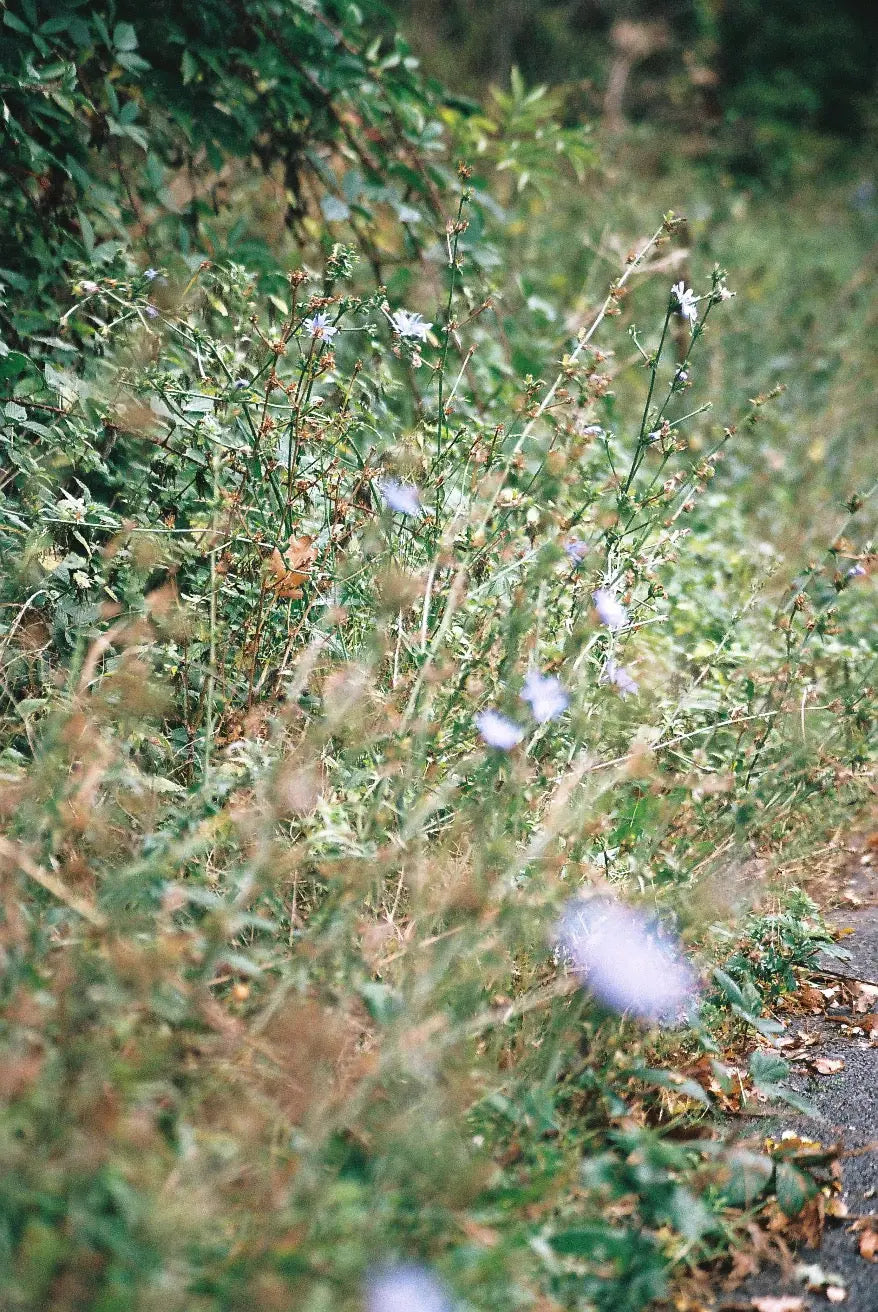 Bauwerk Limewash - Summer Grass