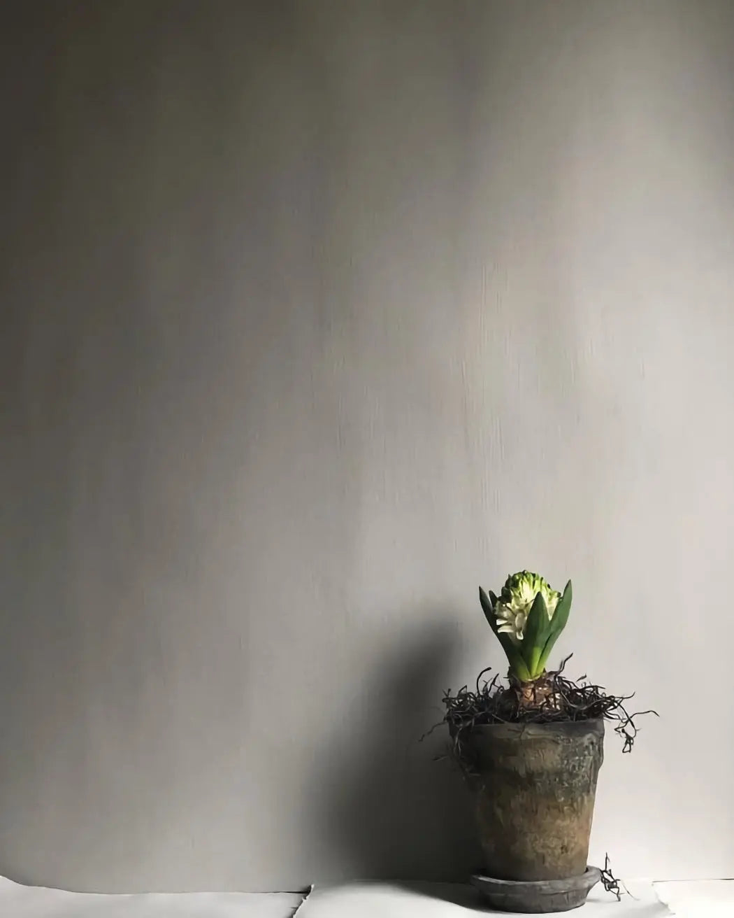 Bauwerk Limewash - White Stag