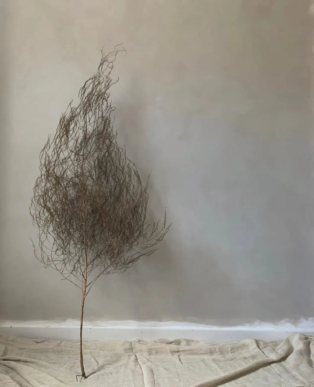 Bauwerk Limewash - Witch Hazel