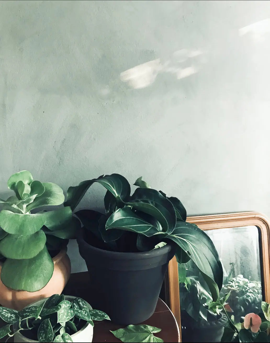 Bauwerk Limewash - Yucca