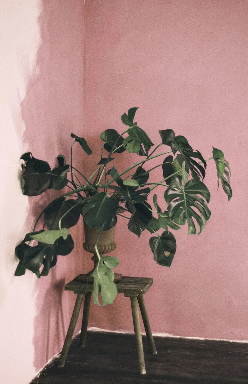 Bauwerk Limewash -  Peony